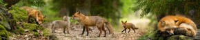 Кухонный фартук Фауна 005 МДФ матовый (3000) Fauna в Березниках - berezniki.ok-mebel.com | фото